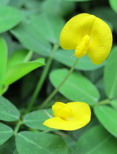 Lợi Ích Của Cỏ Lạc Dại Trong Nông Nghiệp Bền Vững