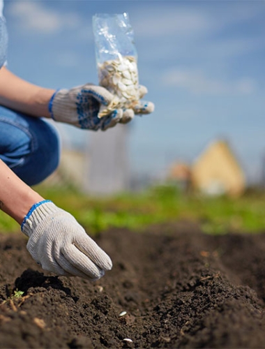 Gieo Hạt Đúng Cách – Bước Khởi Đầu Cho Cây Khỏe Mạnh