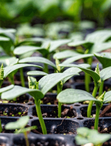 Cách Chọn Hạt Giống Chất Lượng Cho Vụ Mùa Năng Suất