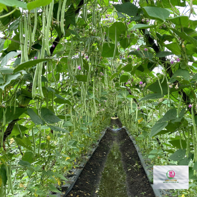 Hạt giống đậu cove