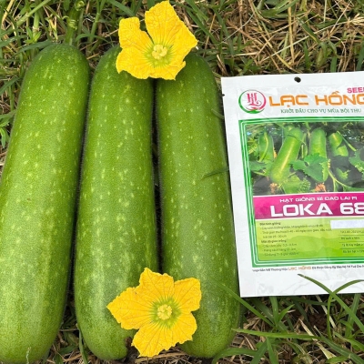 Hạt giống bí đao lai F1 LOKA 68