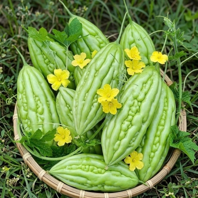 Hạt giống khổ qua lai F1 DONA 79