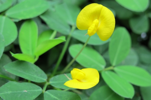 Lợi Ích Của Cỏ Lạc Dại Trong Nông Nghiệp Bền Vững