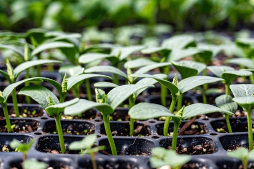 Cách Chọn Hạt Giống Chất Lượng Cho Vụ Mùa Năng Suất