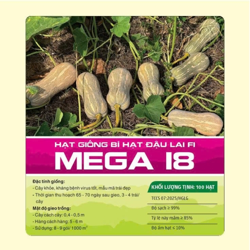 Hạt giống bí hạt đậu