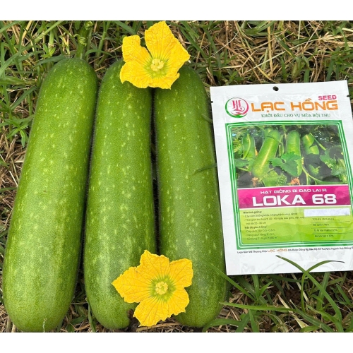 Hạt giống bí đao lai F1 LOKA 68