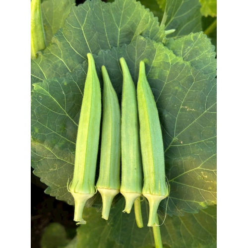 Hạt giống đậu bắp LH 365