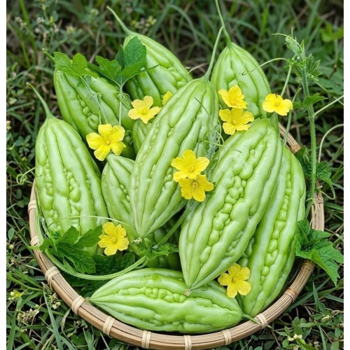 Hạt giống khổ qua lai F1 DONA 79