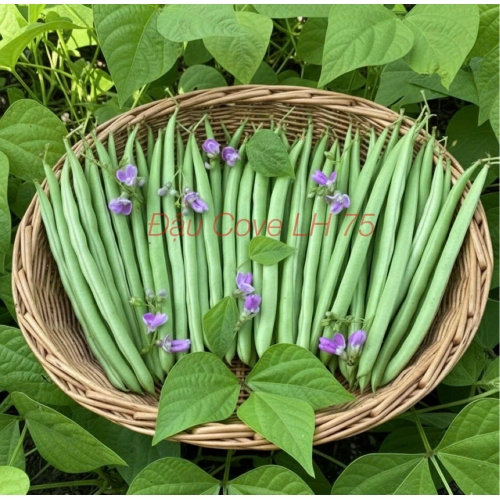 Nhãn đậu cove LH75