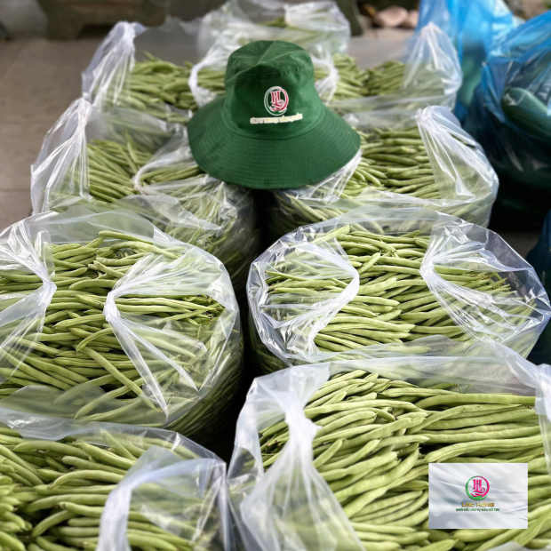 Hạt giống đậu cove