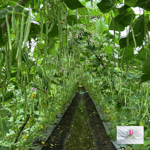 Hạt giống đậu cove