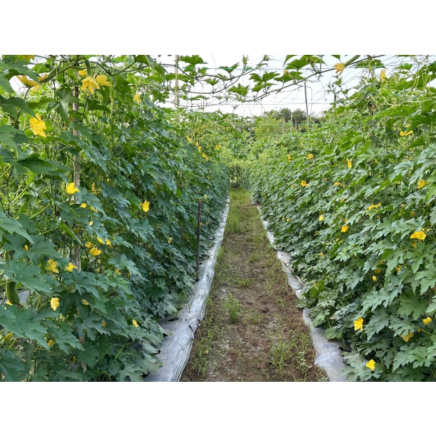 Hạt giống bí đao lai F1 LOKA 68