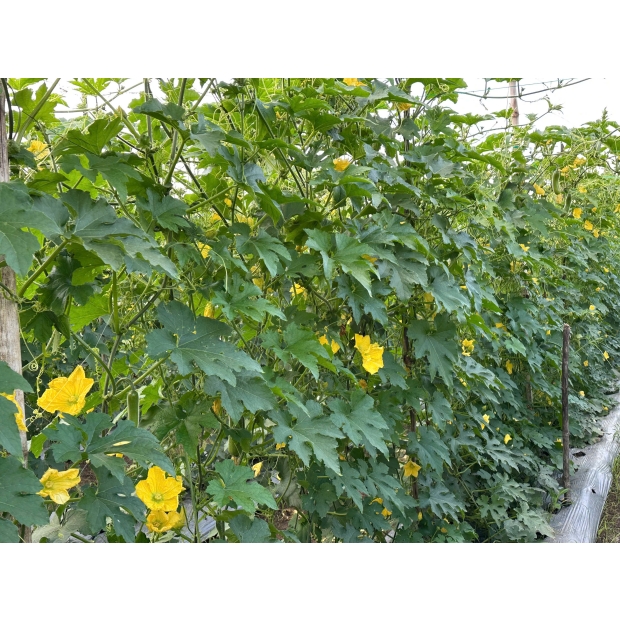 Hạt giống bí đao lai F1 LOKA 68