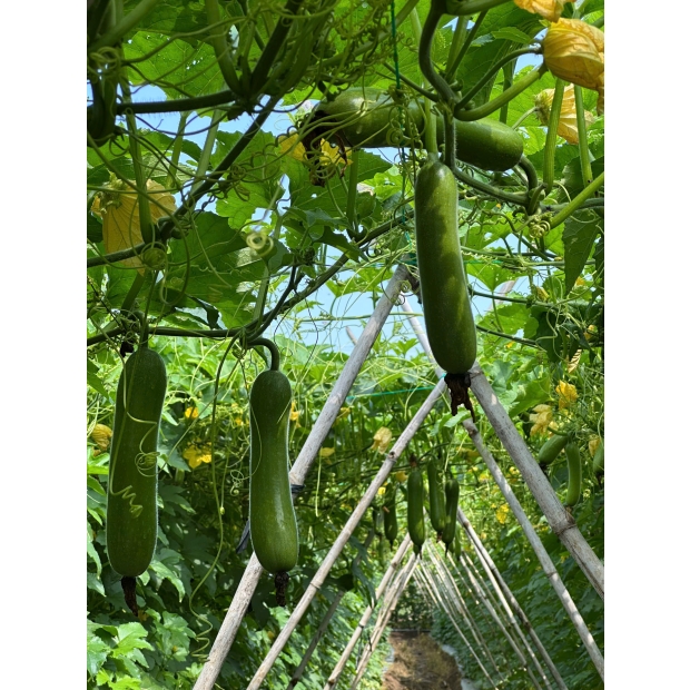 Hạt giống bí đao lai F1 LOKA 68