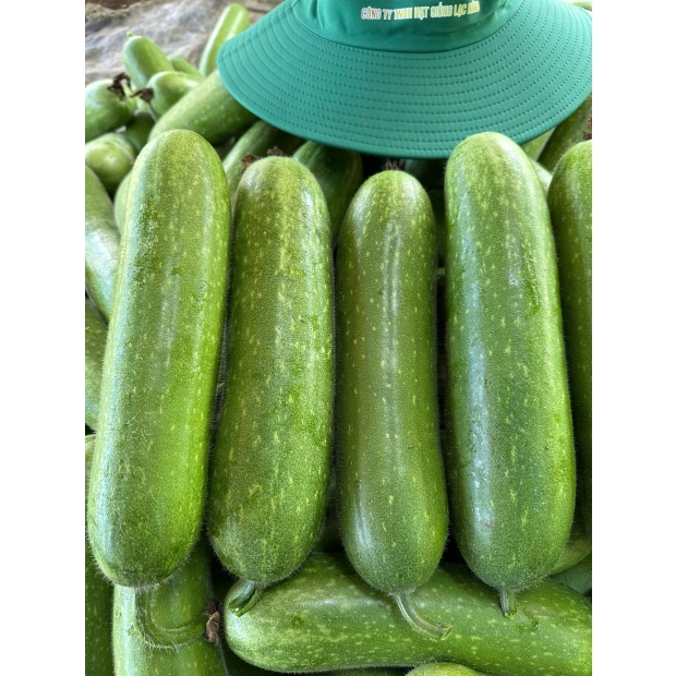 Hạt giống bí đao lai F1 LOKA 68