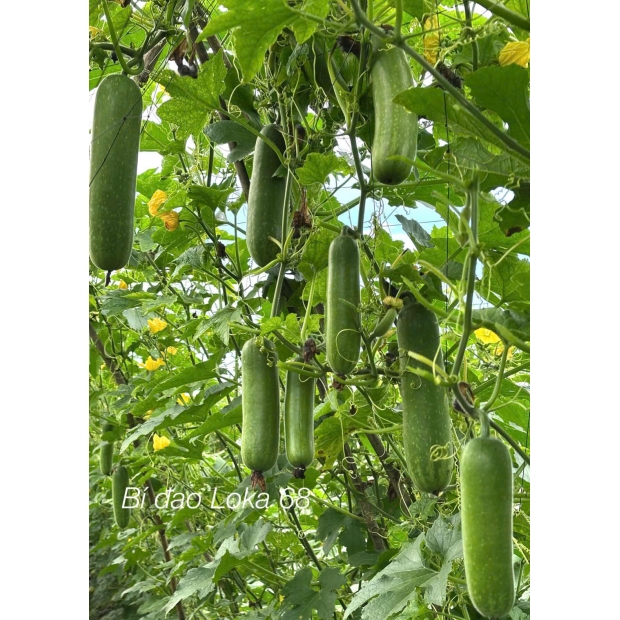 Hạt giống bí đao lai F1 LOKA 68