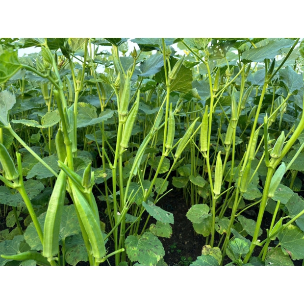 Hạt giống đậu bắp LH 365