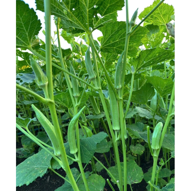 Hạt giống đậu bắp LH 365