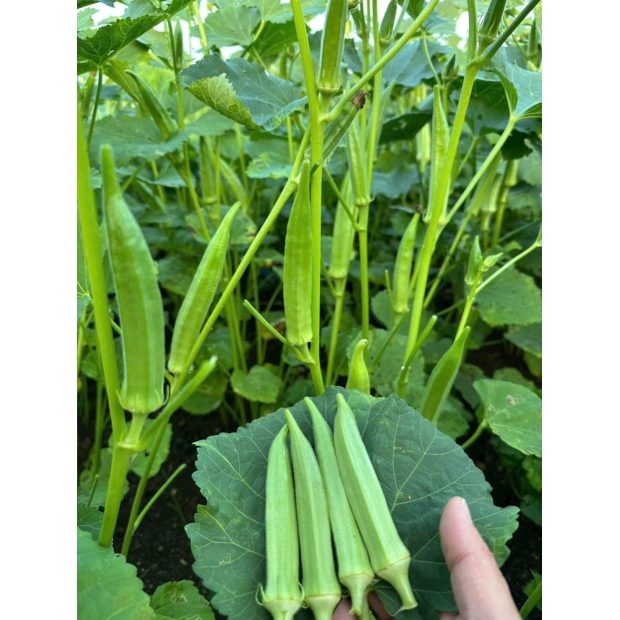 Hạt giống đậu bắp LH 365