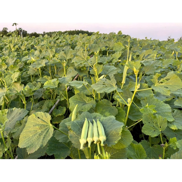 Hạt giống đậu bắp LH 365