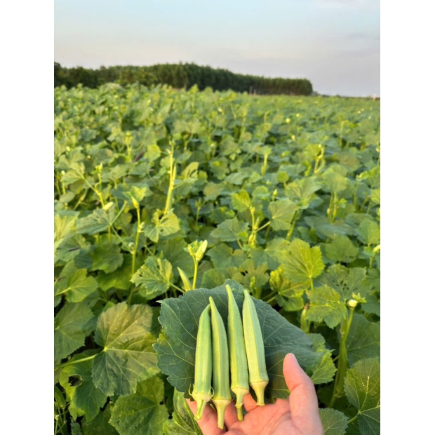 Hạt giống đậu bắp LH 365