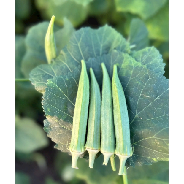 Hạt giống đậu bắp LH 365