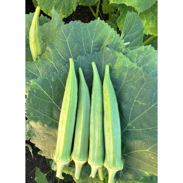 Hạt giống đậu bắp LH 365