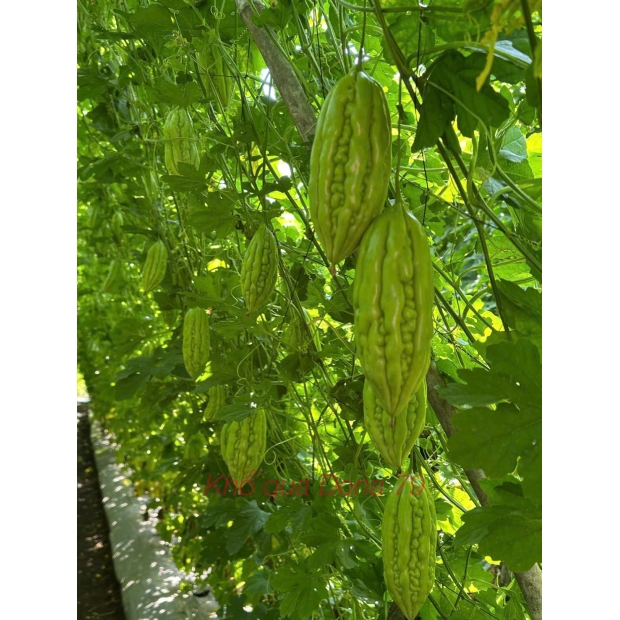 Hạt giống khổ qua lai F1 DONA 79