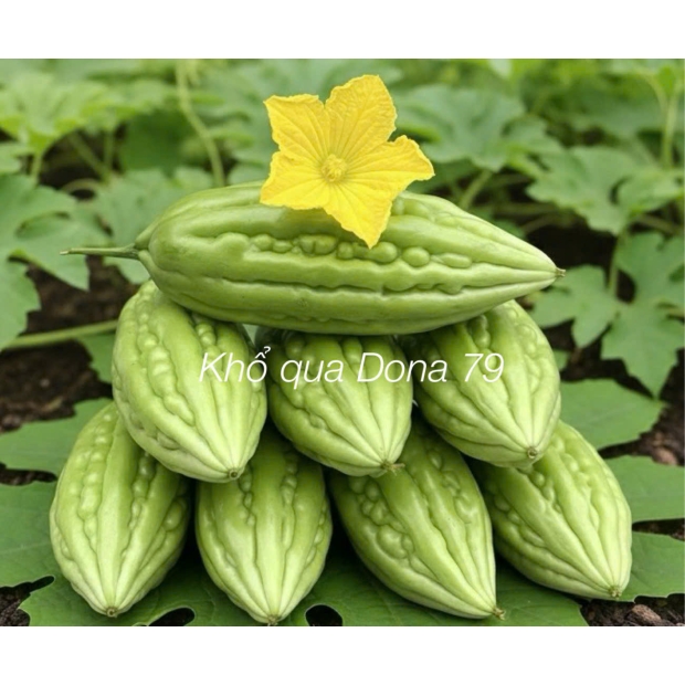 Hạt giống khổ qua lai F1 DONA 79