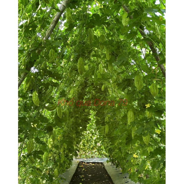 Hạt giống khổ qua lai F1 DONA 79