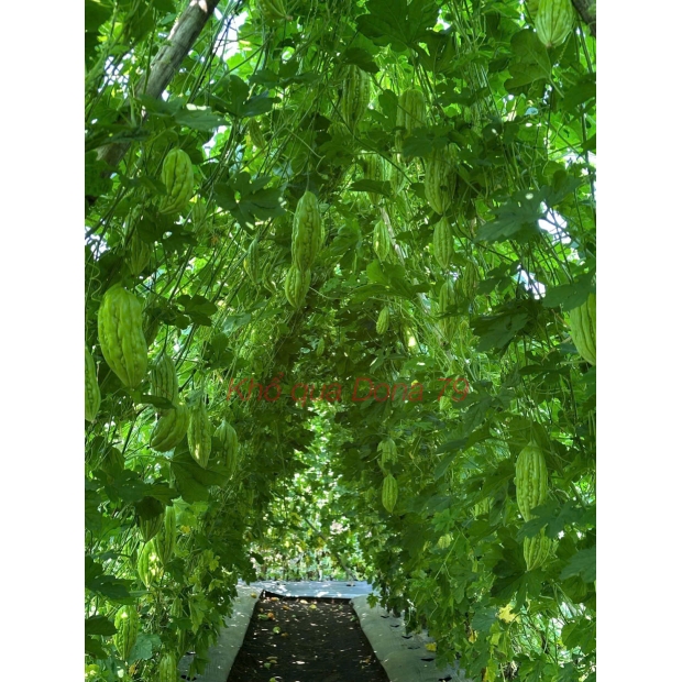 Hạt giống khổ qua lai F1 DONA 79