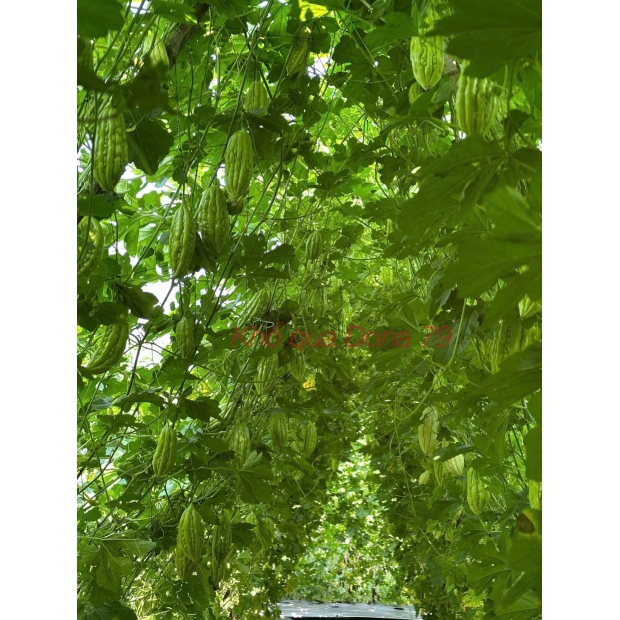 Hạt giống khổ qua lai F1 DONA 79