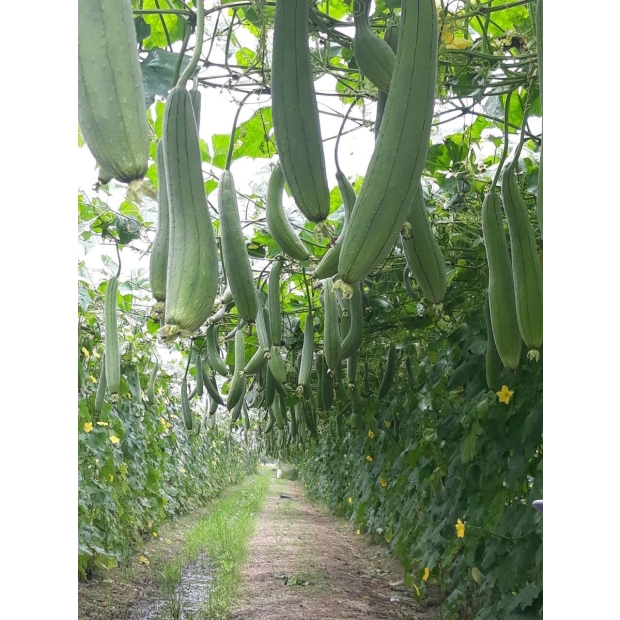 Hạt giống mướp hương lai F1