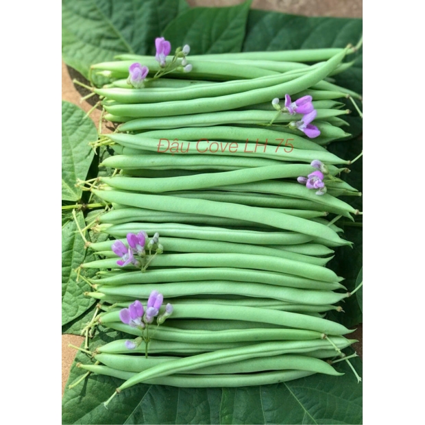 Nhãn đậu cove LH75