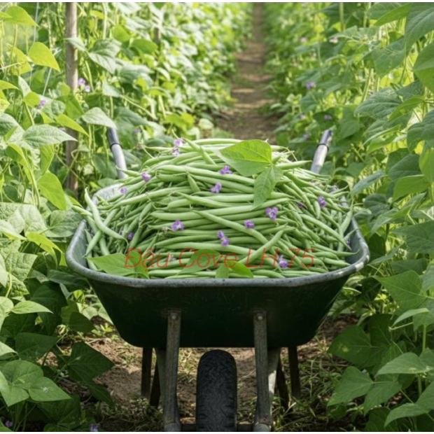 Nhãn đậu cove LH75