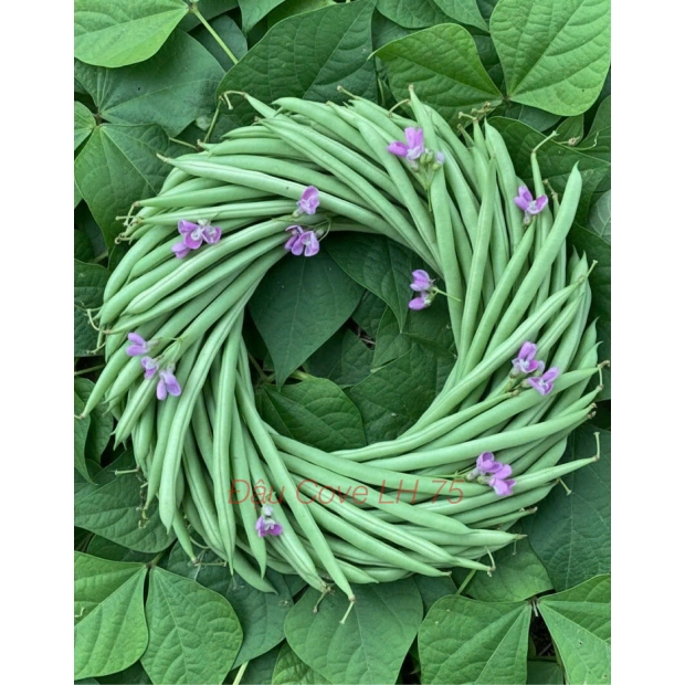 Nhãn đậu cove LH75