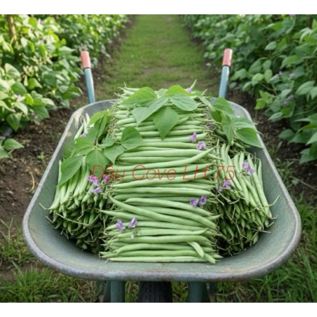 Nhãn đậu cove LH75