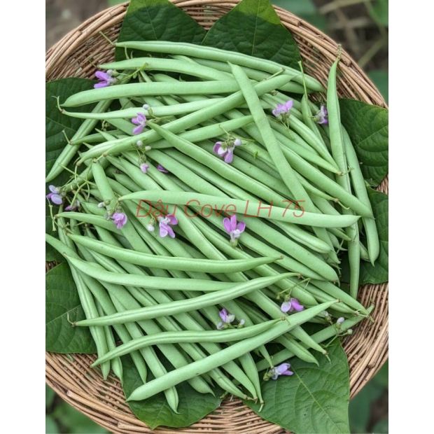 Nhãn đậu cove LH75