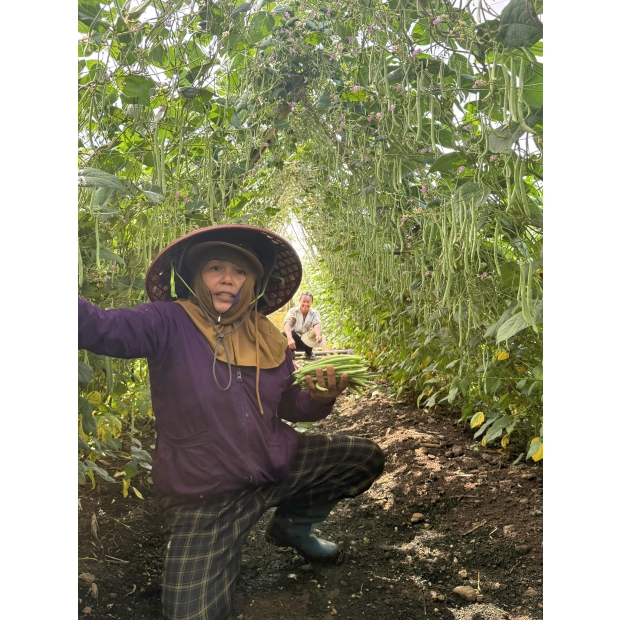 Nhãn đậu cove LH75