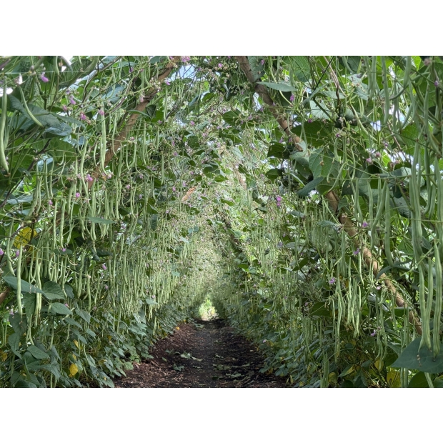 Nhãn đậu cove LH75