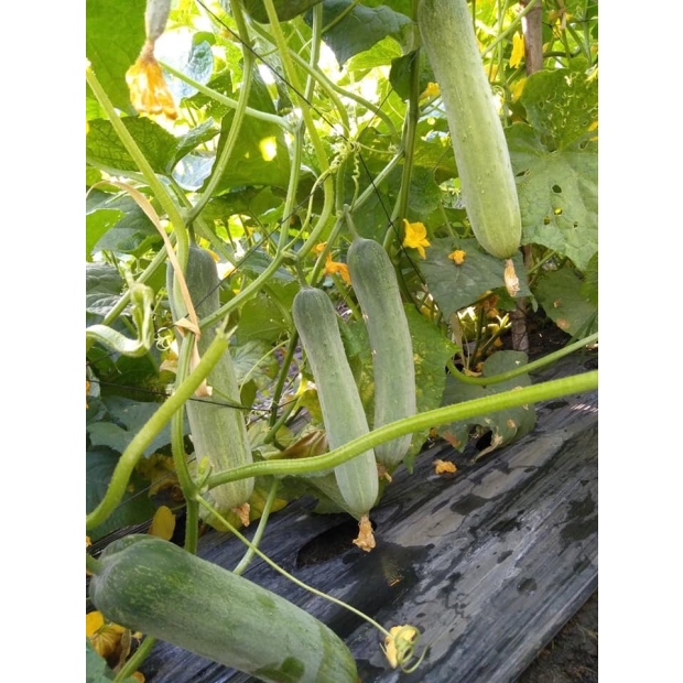 Hạt giống dưa leo lai F1