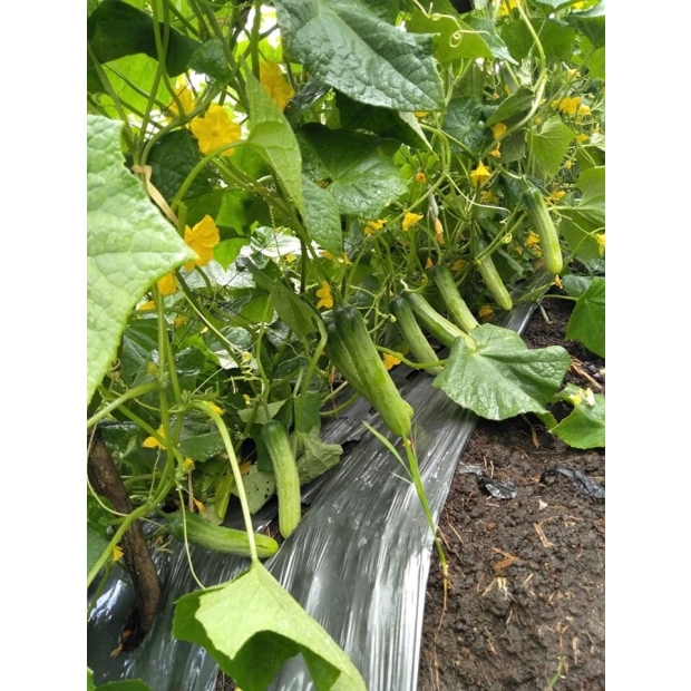 Hạt giống dưa leo lai F1