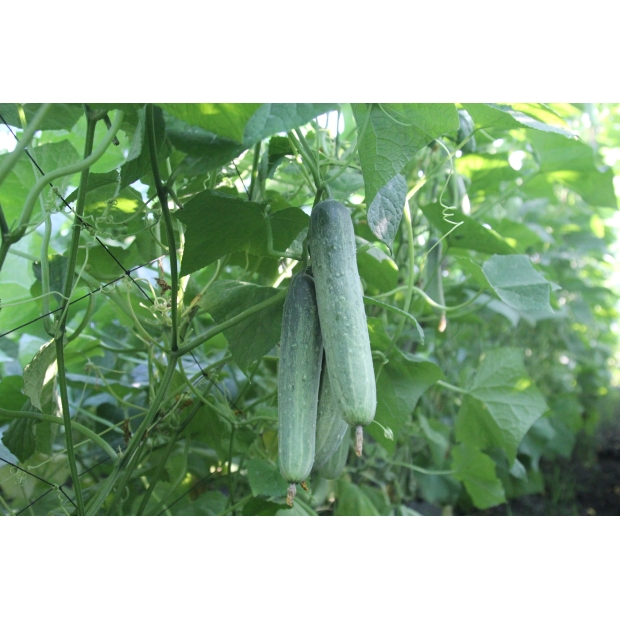 Hạt giống dưa leo lai F1