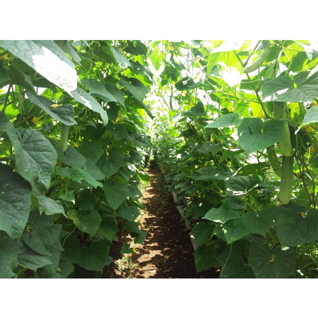 Hạt giống dưa leo lai F1