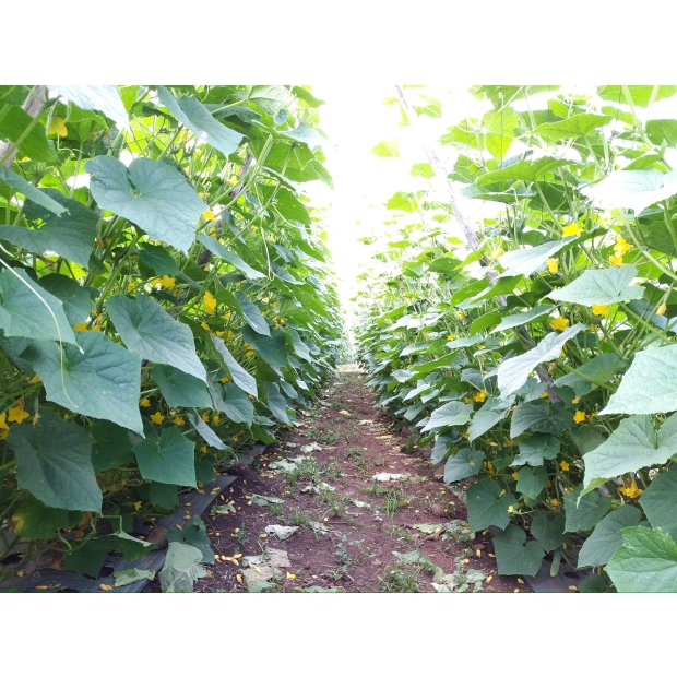 Hạt giống dưa leo lai F1