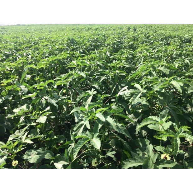 Hạt giống đậu bắp