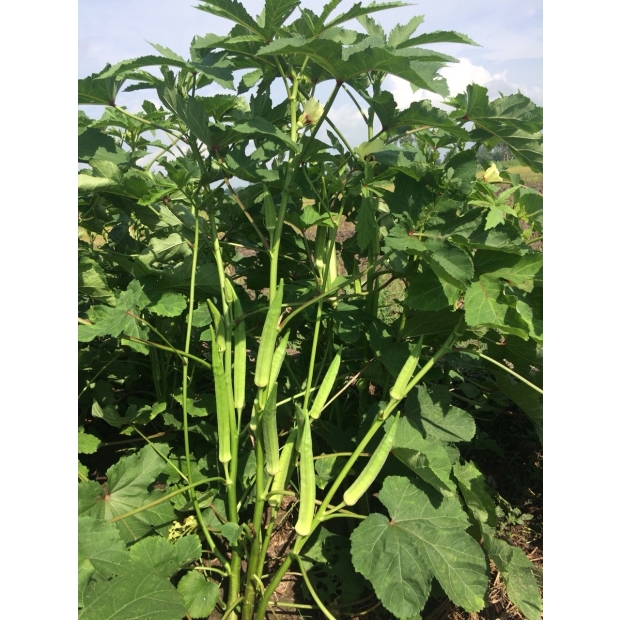Hạt giống đậu bắp