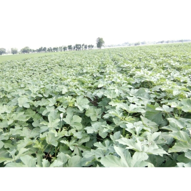 Hạt giống đậu bắp