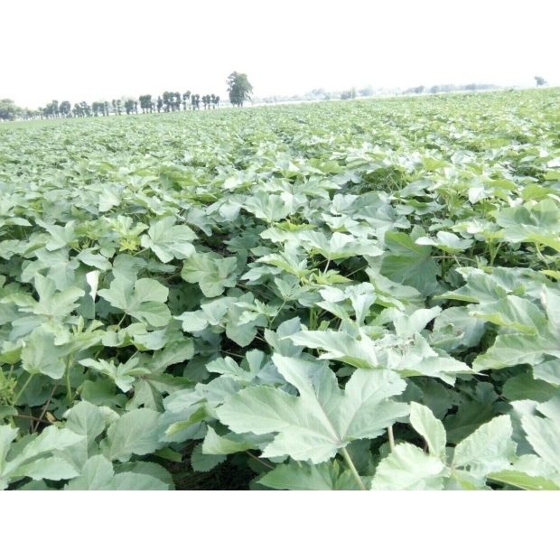 Hạt giống đậu bắp