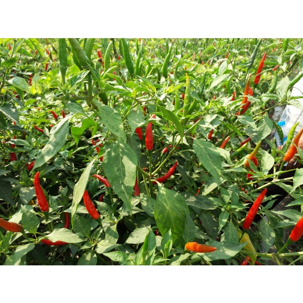 Hạt giống ởt chỉ thiên lai F1